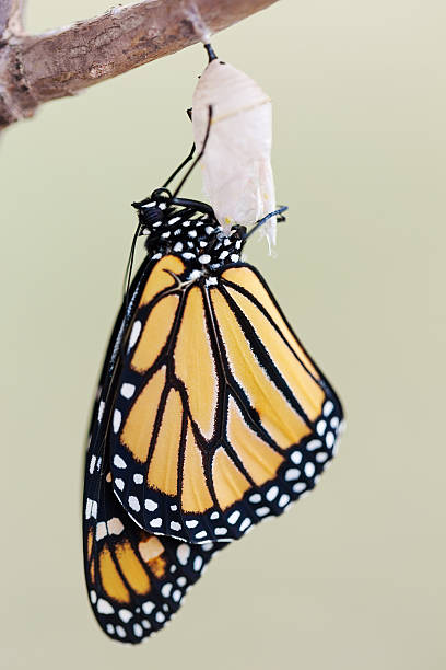 istock Monarch Butterfly Eighteen Minutes after Emerging from Cocoon 489775864
