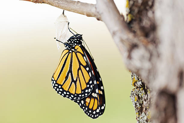 istock Monarch Butterfly Twenty-three Minutes after Emerging from Cocoo 489775894