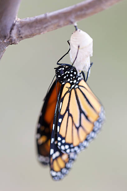 istock Monarach Butterfly Twenty-four Minutes after Emerging from Cocoo 489775934