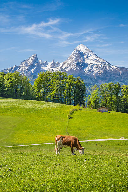 istock Idyllic landscape in the Alps with grazing cows in summer 489776096