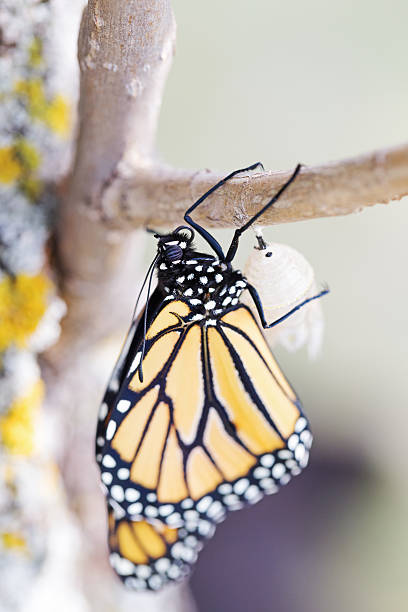 istock Monarch Butterfly Thirty-four Minutes after Emerging from Cocoon 489776190