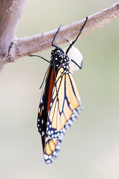 istock Monarch Butterfly Thirty-four Minutes after Emerging from Cocoon 489776234