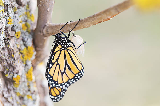 istock Monarch Butterfly Thirty-five Minutes after Emerging from Cocoon 489776286