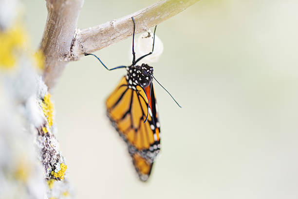 istock Monarach Butterfly Forty-three Minutes after Emerging from Cocoo 489776556