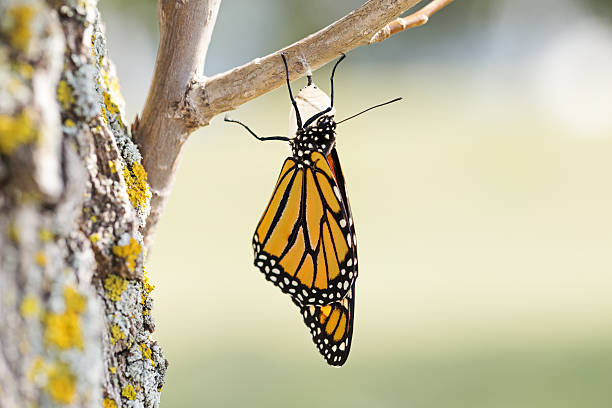 istock Monarch Butterfly Seventy-one Minutes after Emerging from Cocoon 489776934