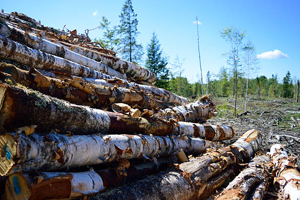 istock Harvested Paper Birch (Betula papyrifera) 489777166