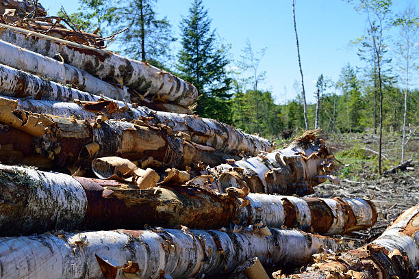 Paper Birch (Betula papyrifera) Log Pile Paper birch logs on landing. fuelwood stock pictures, royalty-free photos & images