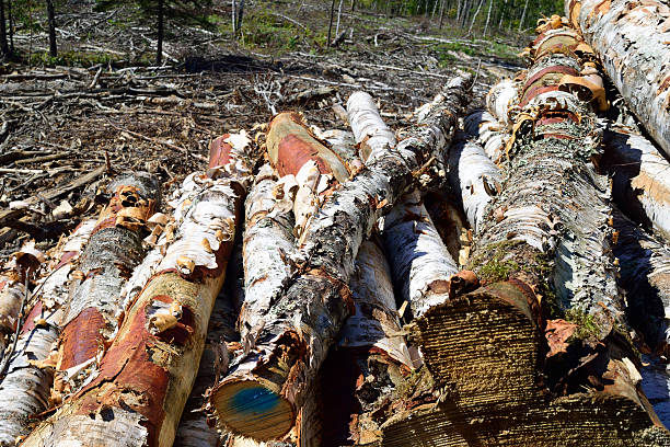 paper birch (betula papyrifera geerntet im sommer - birch tree tree downy birch white stock-fotos und bilder