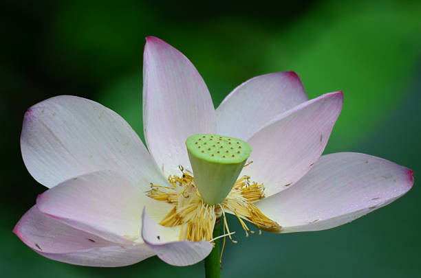 istock Lotus flower and Lotus flower plants 489777746