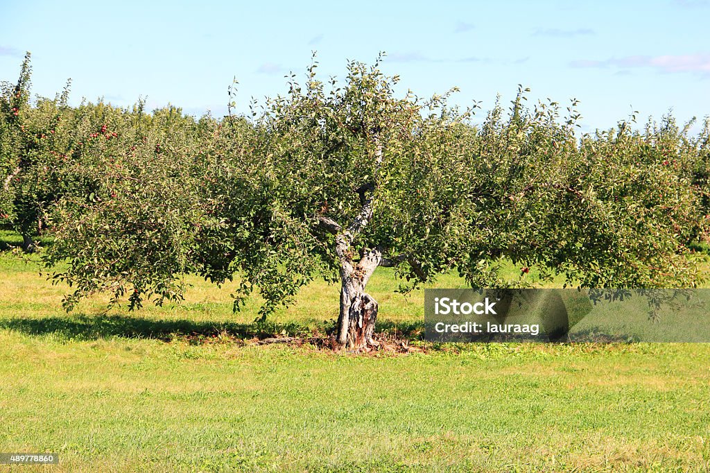 Apple Tree A single apple tree standing in an orchard 2015 Stock Photo