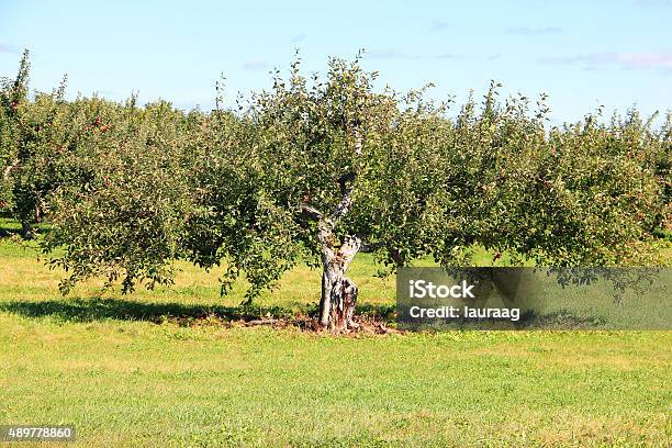 Apple Tree Stock Photo - Download Image Now - 2015, Agriculture, Apple - Fruit