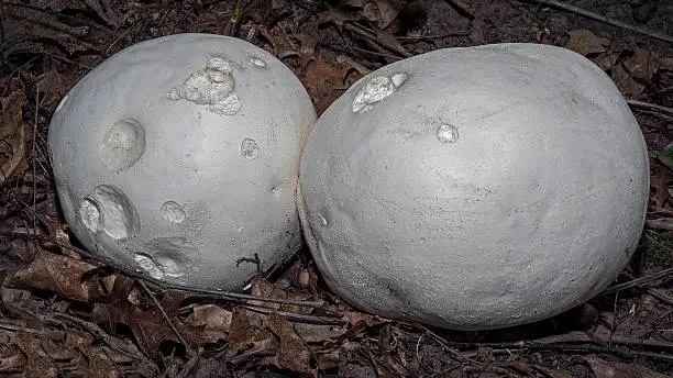 A pair of Giant Puffball ("Calvatia gigantea") mushrooms growing in the forest.