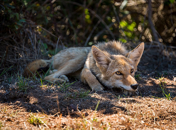 istock California Coyote Resting 489782772