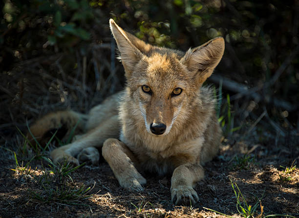 coyote repos en californie - coyote desert outdoors day photos et images de collection