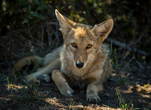 A Coyote resting in the shade.