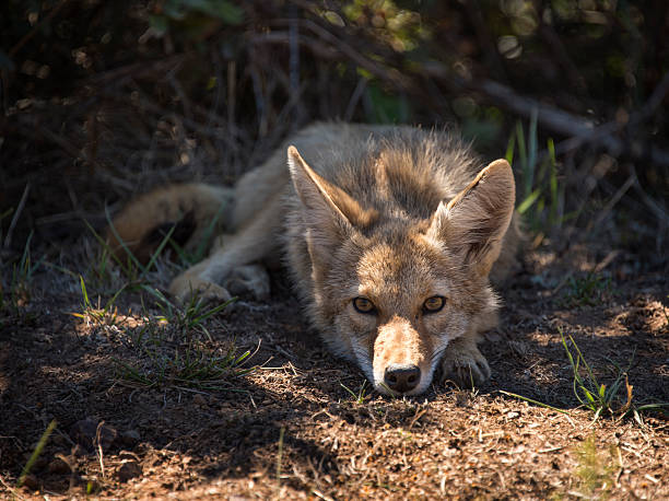 coyote repos en californie - coyote desert outdoors day photos et images de collection
