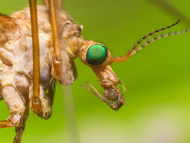 istock Crane Fly (Mosquito Hawk) with Bright Green Eyes 489782858