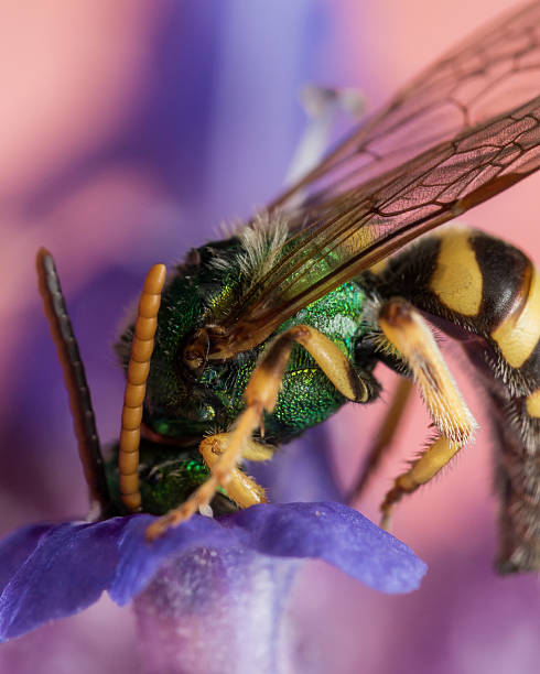 istock Green Metallic Sweat Bee on Purple flower 489783516