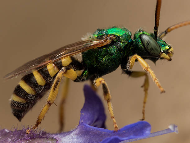 istock Green Metallic Sweat Bee on Purple flower 489783600