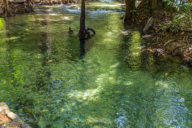 istock mangrove forest at Krabi in Thailand 489783952