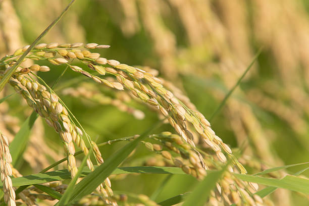 istock Rice before harvest that is colored in golden 489785048