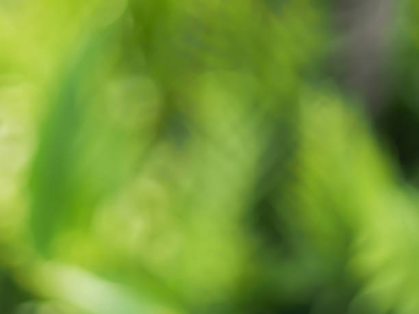 istock Blurred background of trees and leaves 489785230