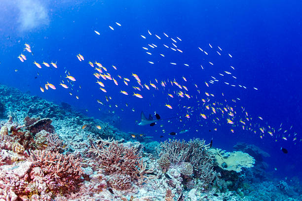 istock eagle ray manta while diving in Maldives 489786602