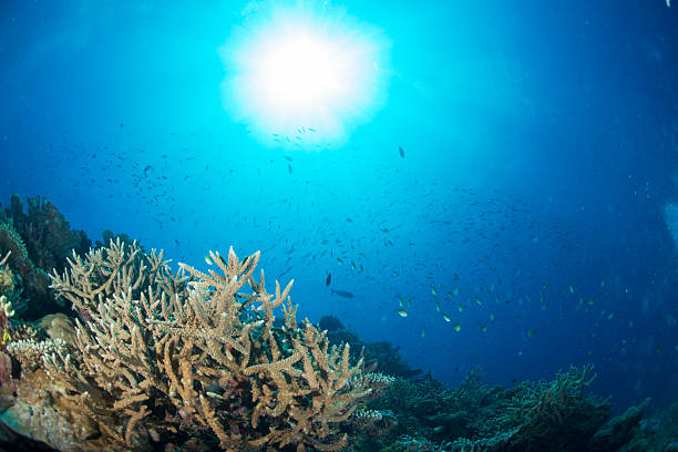 istock Maldives corals house for Fishes 489786656