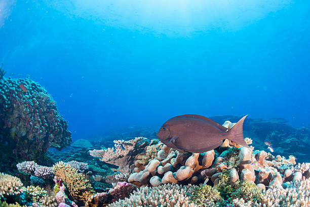 istock Maldives corals house for Fishes 489786694
