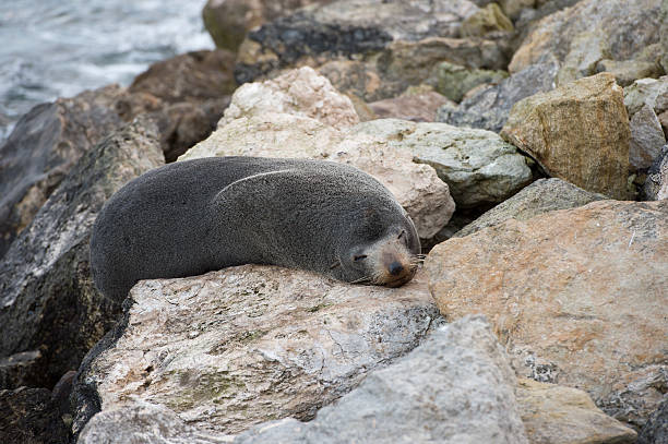 istock Australia Fur seal close up portrait 489786742