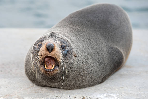istock Australia Fur seal close up portrait while growling 489786756