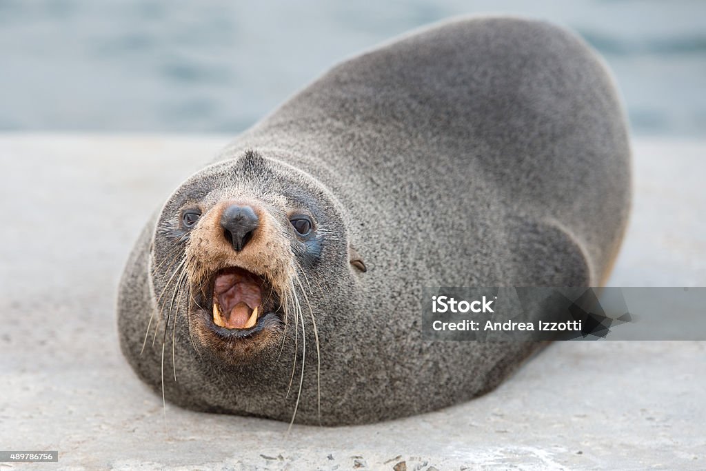 Australia Fur seal close up portrait while growling Wild Australia Fur seal close up portrait while looking at you 2015 Stock Photo