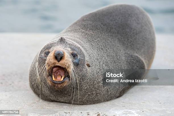 Australia Fur Seal Close Up Portrait While Growling Stock Photo - Download Image Now
