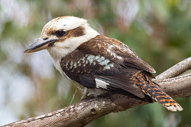 istock Kookaburra Australia laughing bird portrait 489786874