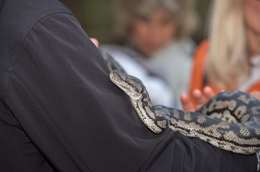 Python Snake Portrait Hanging From Man Stock Photo - Download Image Now ...