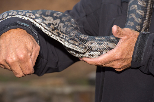 Python Snake Portrait Hanging From Man Stock Photo - Download Image Now ...