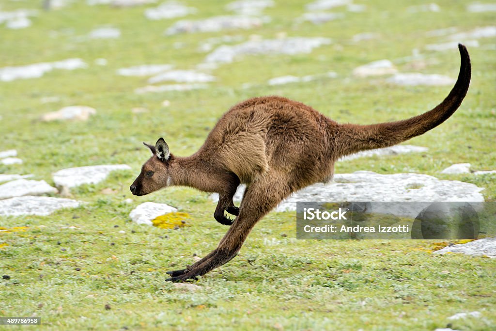 Kangaroo portrait while jumping on grass Kangaroos while jumping at sunset in kangaroo island 2015 Stock Photo