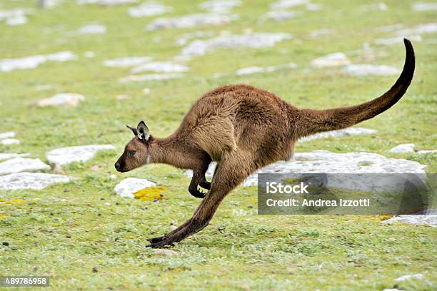 Kangaroo Portrait While Jumping On Grass Stock Photo - Download Image Now - 2015, Animal, Animal Wildlife