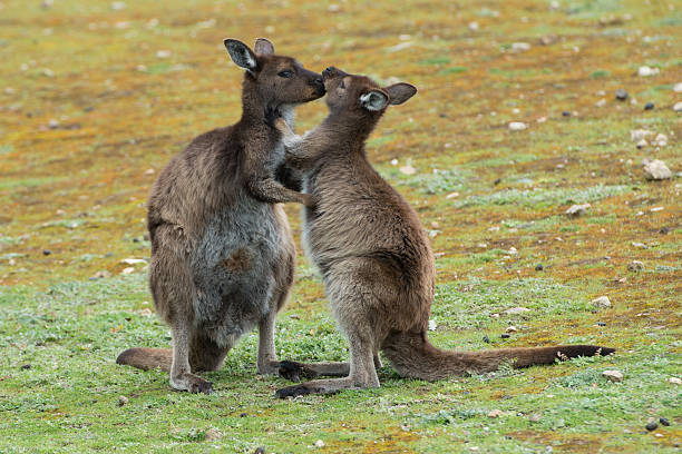 istock Mother Kangaroo while kissing its baby 489786974