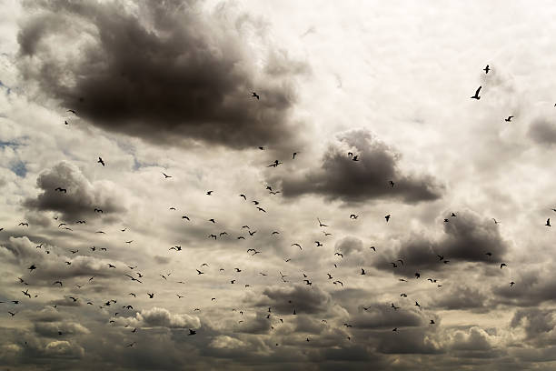 istock Black Birds Flying in Stormy Sky 489787312