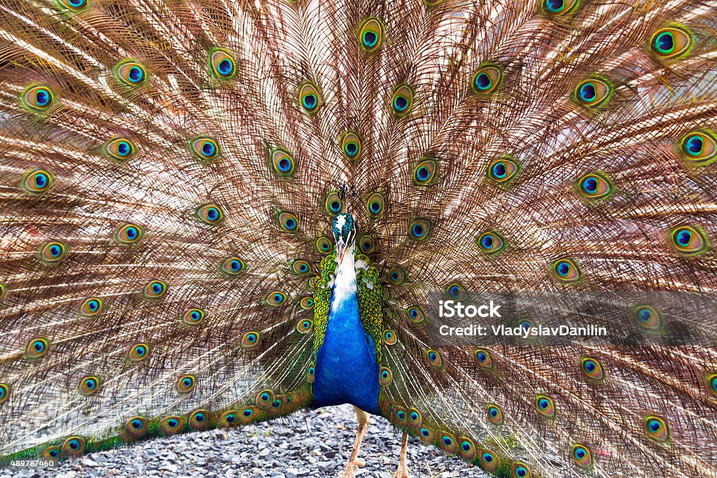 peacock Peacock with Feathers Out blue birds 2015 Stock Photo