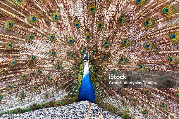 Peacock Stock Photo - Download Image Now - 2015, Animal, Animal Body Part