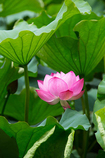 istock Lotus flower in Japan 489788058