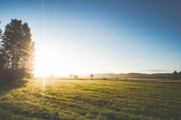 istock Summer  field in Sweden with stunning beautiful sunrise 489788204