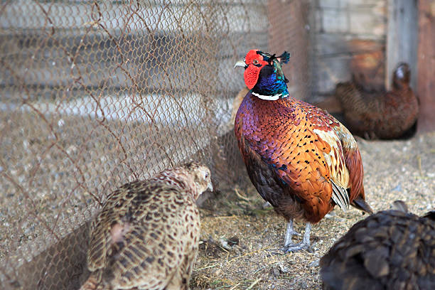 istock Family of Common pheasant 489788728