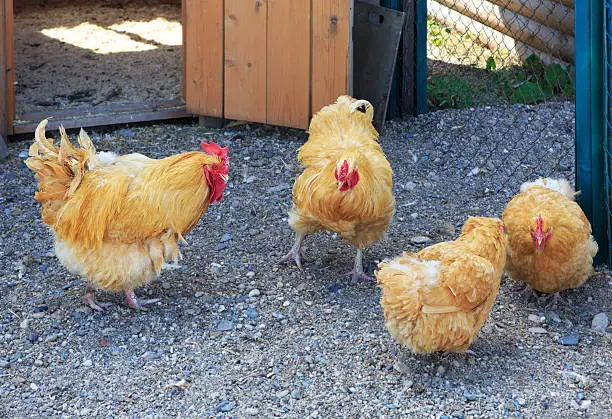 Photo of Orpington breed chickens on the farm