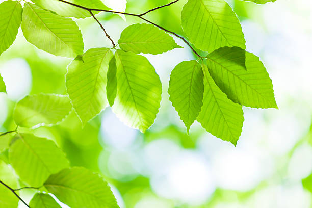 istock Close Up Of Fresh Green Leaves 489790010
