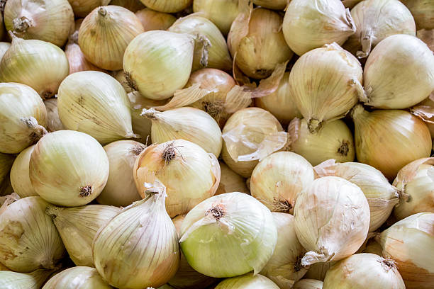 Horizontal picture of walla walla onions stock photo
