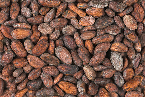 istock raw cocoa or cacao beans, top view,  background 489790648