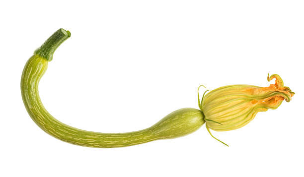 calabacín - squash flower plant single flower fotografías e imágenes de stock